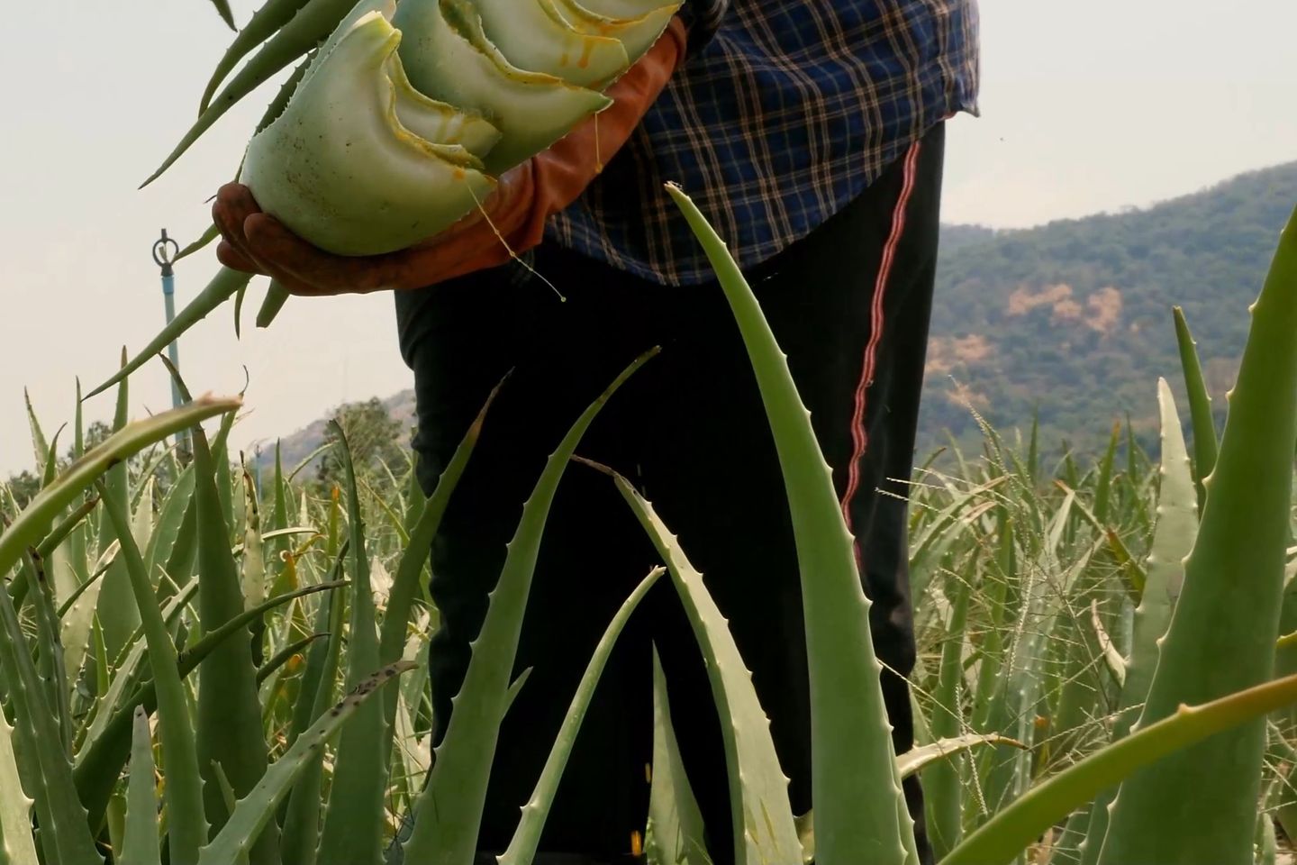 A harvest worker carrying freshly cut Aloe Vera leaves across the field