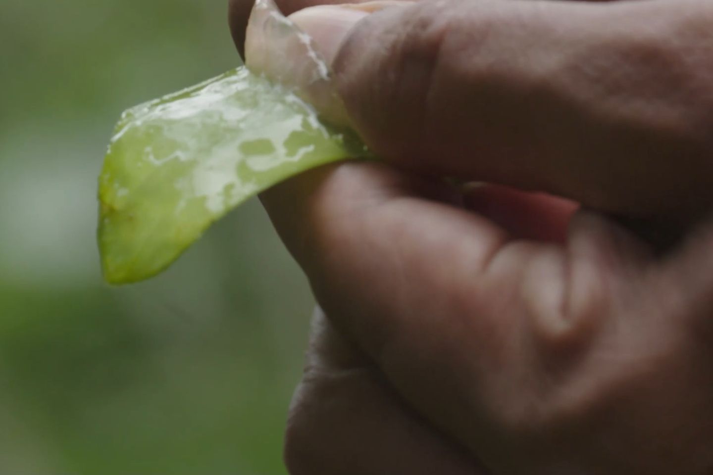 Hands removing the leaf gel from a cut-open Aloe Vera leaf