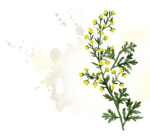 Artemisia mit kleinen gelben Blüten, als Aquarell