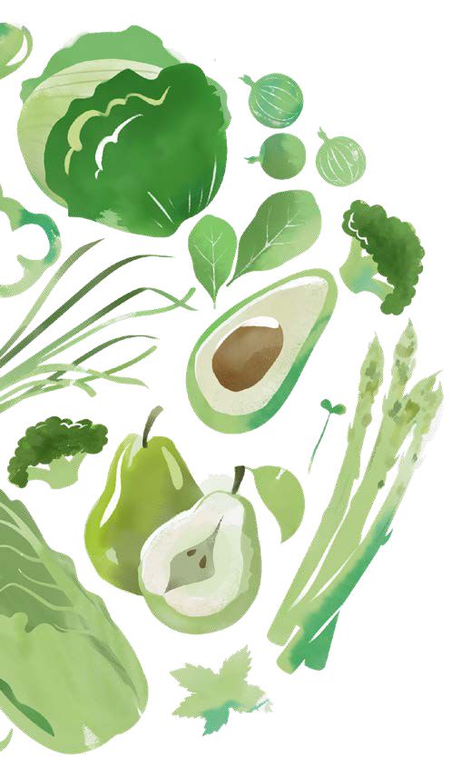 Watercolour of vegetables and fruit: cabbage, avocado, pear, asparagus and herbs