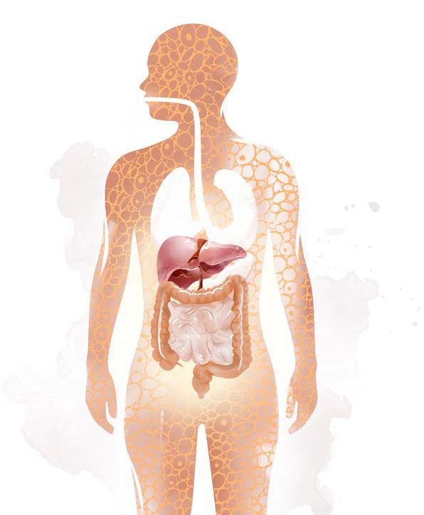 Watercolour of a human body with the liver and gut highlighted