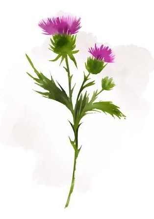 Mariendistel mit lila Blüten, als Aquarell
